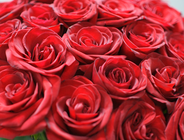 15 trandafiri rosii olandezi 60-70 cm (la comanda, 1 zi) foto